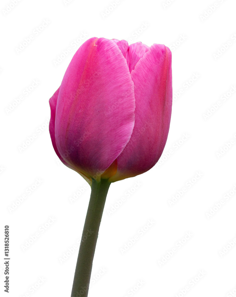 Isolated tulip on white background Isolated tulip on white background