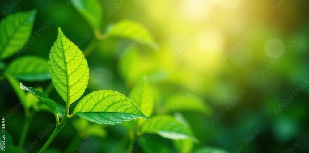 Leafy greens exposed to sunlight, agriculture, farm, nature Leafy greens exposed to sunlight, agriculture, farm, nature