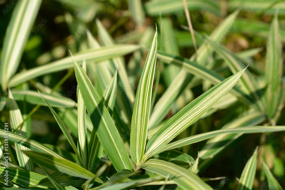 Dwarf white-striped Bamboo leaves Dwarf white-striped Bamboo leaves