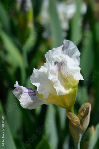 Intermediate Bearded Iris Bering Sea flower 
