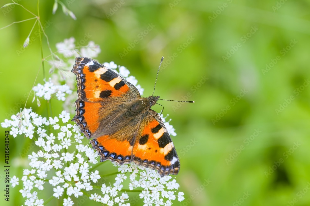 Aglais urticae. A Small tortoiseshell butterfly sits on a white flower. Portrait of a beautiful butterfly in it´s nature habitat. Aglais urticae. A Small tortoiseshell butterfly sits on a white flower. Portrait of a beautiful butterfly in it´s nature habitat.