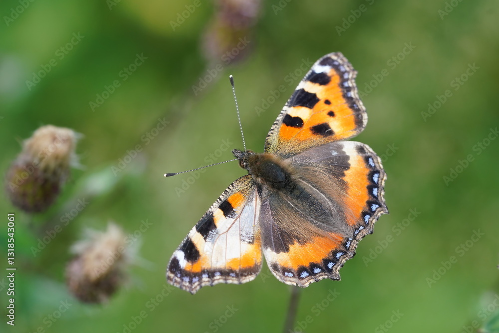 Fototapeta premium Aglais urticae. A Small tortoiseshell butterfly sits on a grass blade. Portrait of a beautiful butterfly in it´s nature habitat. 