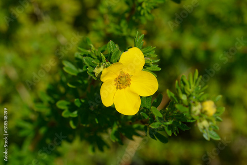 Canvas Print Shrubby Cinquefoil Elizabeth flower
