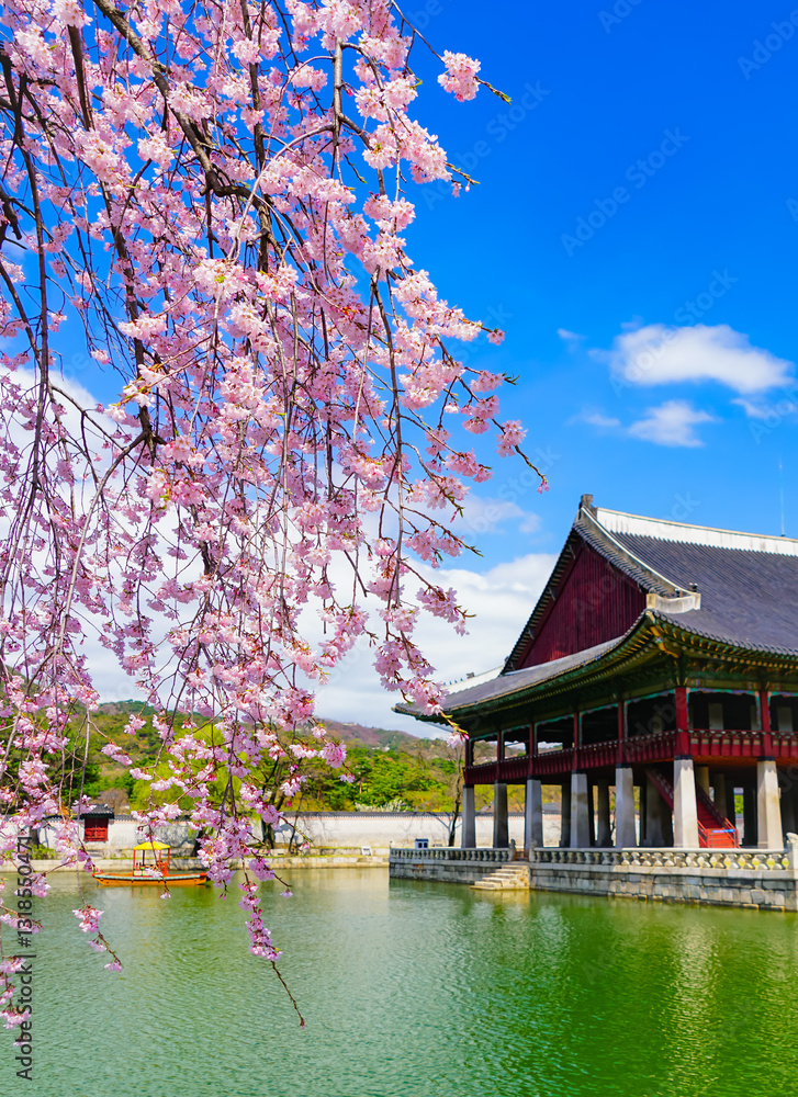 Fototapeta premium View of the beautiful cherry blossoms with a traditional Korean house next to a lake in spring in Seoul.