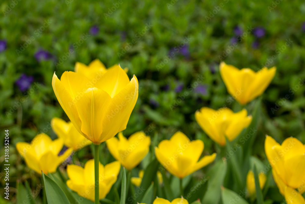 yellow tulips blooming in a spring meadow yellow tulips blooming in a spring meadow