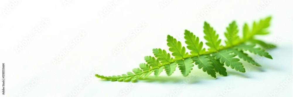 Single fern frond on white background with light source, foliage, organic Single fern frond on white background with light source, foliage, organic
