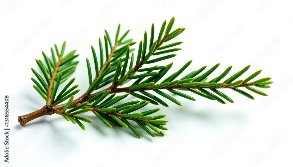 Sprig of evergreen branches isolated on white, coniferous, tree, branch Sprig of evergreen branches isolated on white, coniferous, tree, branch