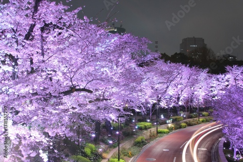 Canvas Print Tokyo_Sakura