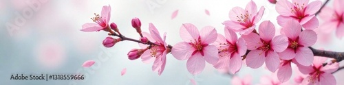 Watercolor cherry blossom branch in spring, branch, flowers, tree
