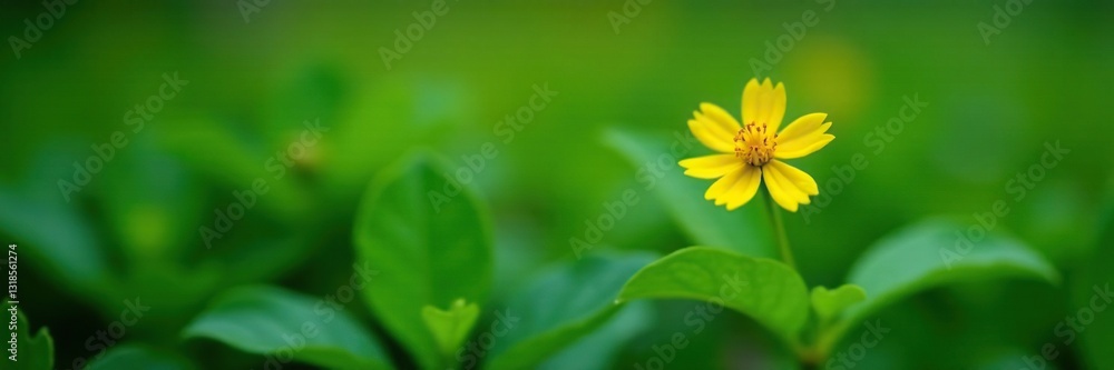 Small yellow flower with delicate petals among green leaves, loneliness, isolation, small Small yellow flower with delicate petals among green leaves, loneliness, isolation, small