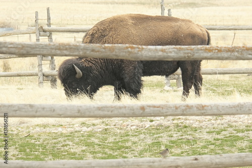american bison in the field