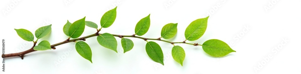 Twig and leaf branch isolated on white background with some twigs, leafy, twig, leafy green Twig and leaf branch isolated on white background with some twigs, leafy, twig, leafy green