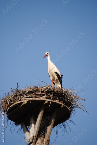 Storch