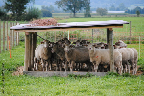 Schafe im Unterstand