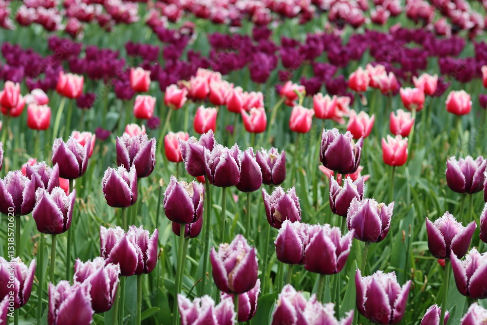 Rows of colourful tulips in a spring garden Rows of colourful tulips in a spring garden