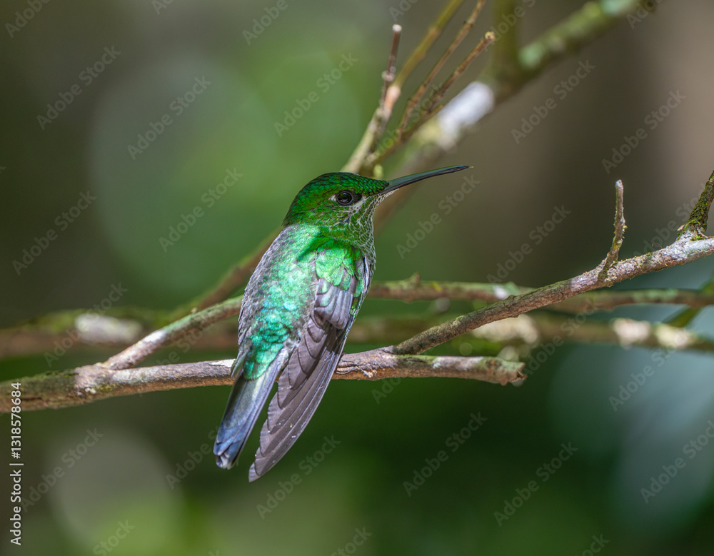 Fototapeta premium hummingbird standing on the branch