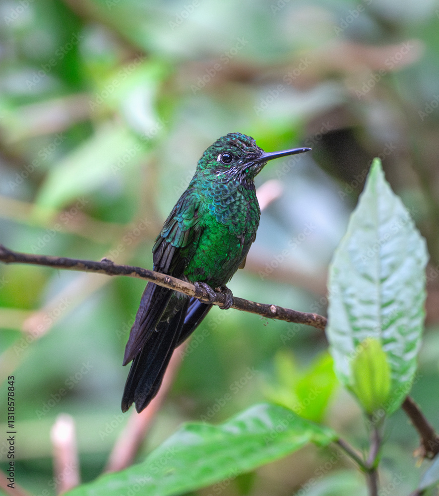 Fototapeta premium hummingbird standing on the branch