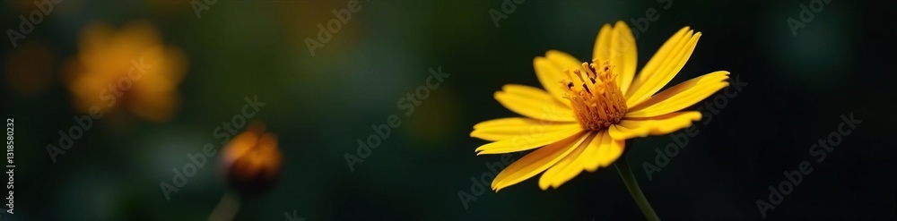 Isolated yellow bloom on a dark canvas, evoking warmth and life, floral, life, isolated Isolated yellow bloom on a dark canvas, evoking warmth and life, floral, life, isolated