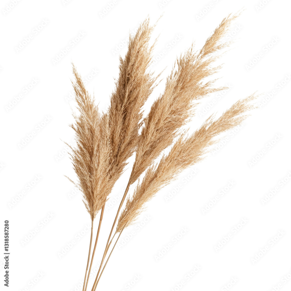 Elegant Pampas Grass Branch on transparent Background. Elegant Pampas Grass Branch on transparent Background.