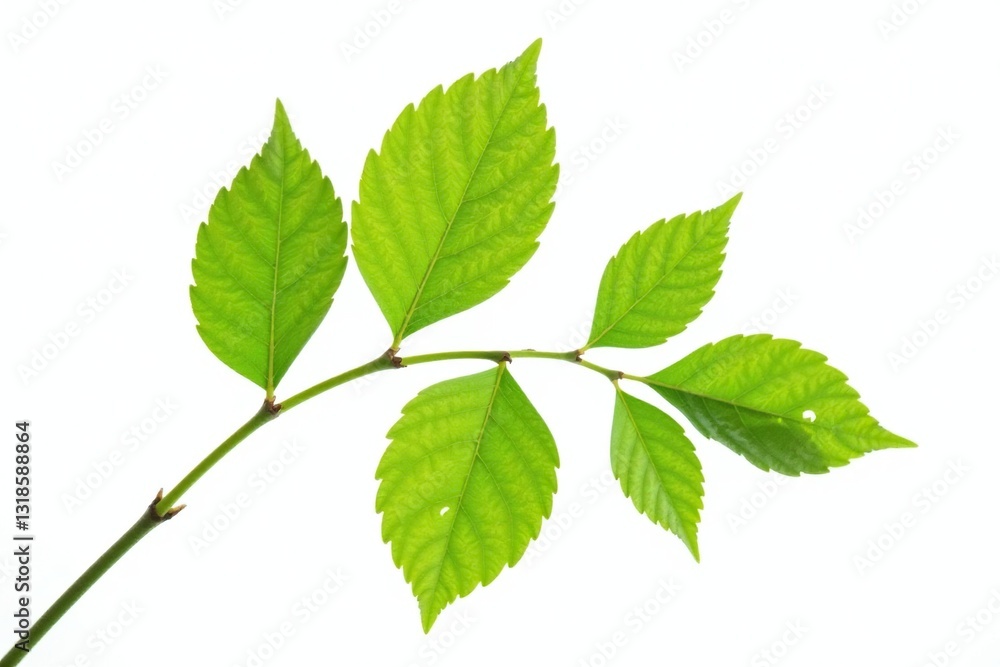 Single branch with leaves on white background, isolated branches, foliage, nature Single branch with leaves on white background, isolated branches, foliage, nature