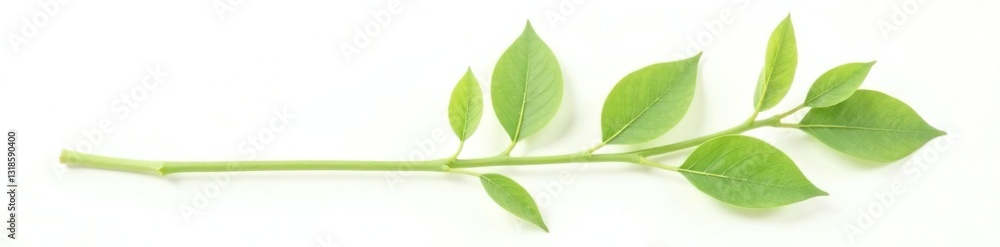 Fototapeta premium Delicate green stem isolated on white background, nature, stem