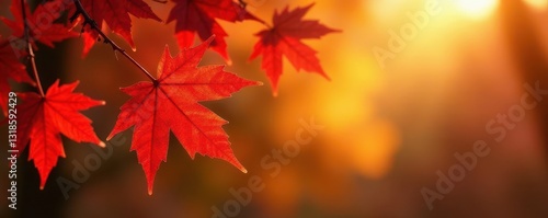 Golden sunlight bathes vibrant red and orange maple leaves , season, scenic
