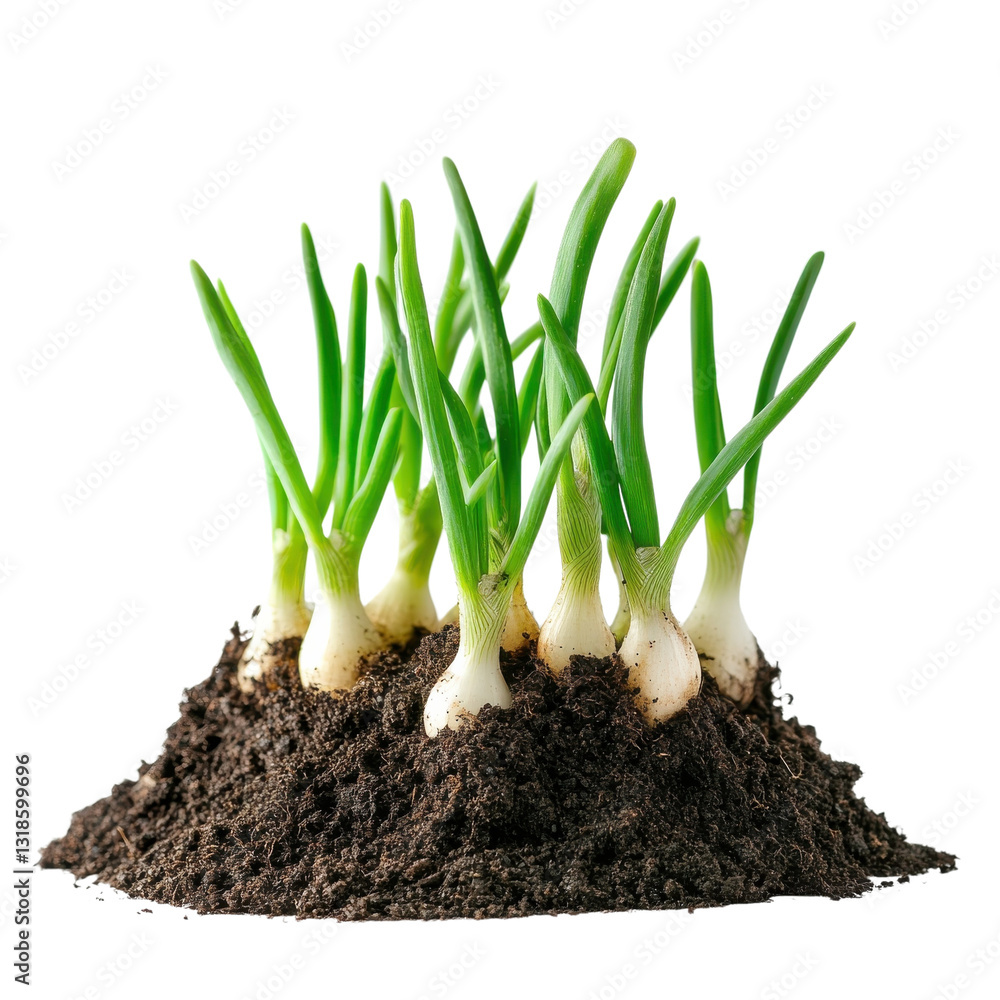 Fototapeta premium Fresh Onions Sprouting in Soil on transparent Background.