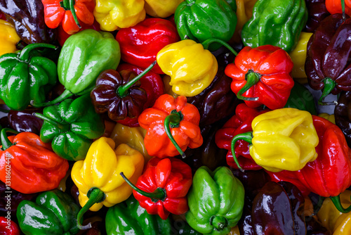 Close up of fresh ripened multi-colored habanero peppers (capsicum chinense). Very hot mexican peppers. Food photography photo