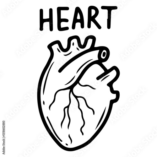 Human organ heart. Hand drawn doodle. Muscular organ pumping blood. Medical element. Vector outline art illustration.