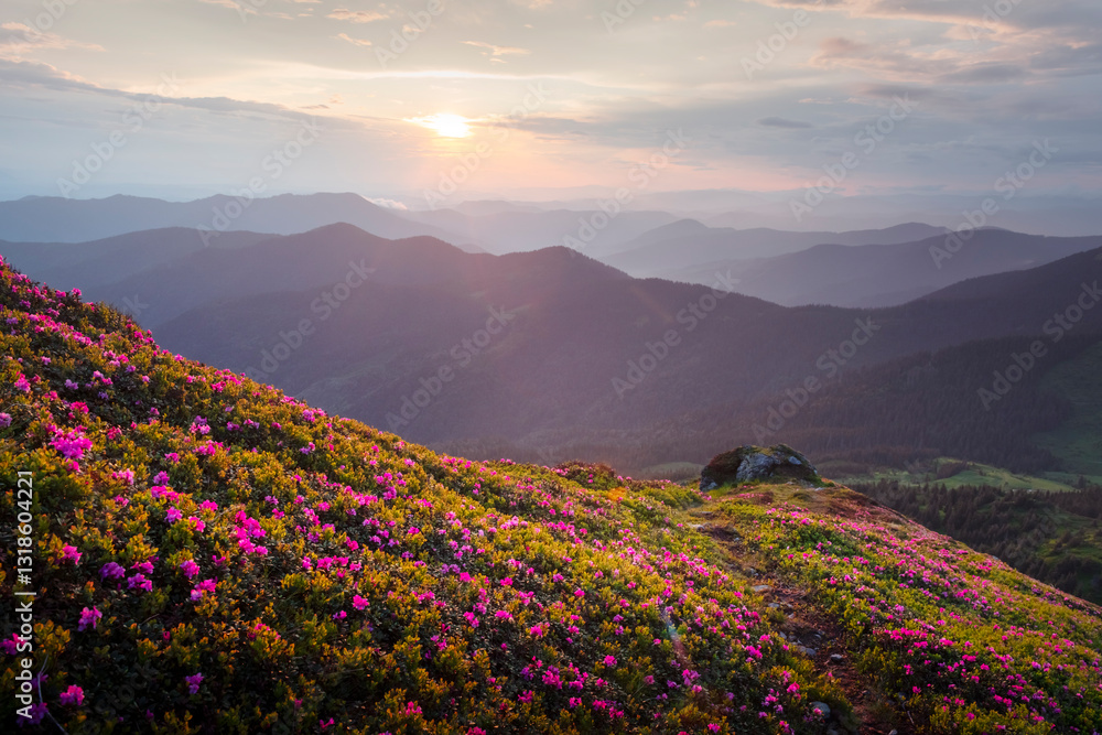 Fototapeta premium Breathtaking view of a mountain meadow filled with blossoming rhododendron flowers under the golden glow of sunrise. Spring mountains