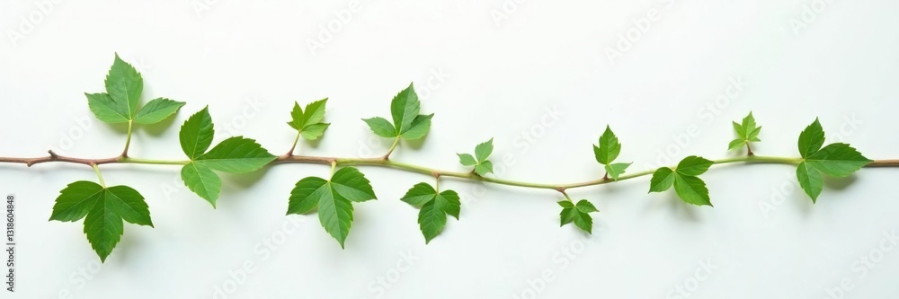 Delicate ivy branches on a plain white surface, minimalist, ivy, leafy greens