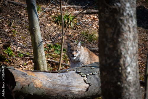 Luchs im Nationalpark Harz