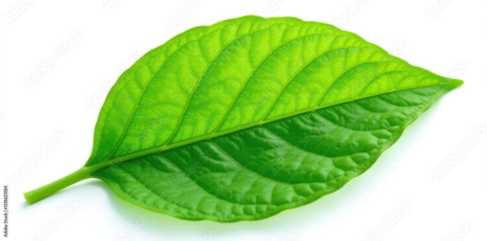 Obraz premium Delicate leaf with veins isolated on white background, white background, closeup, botanical