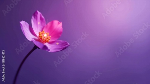 A single radiant pink and purple blossom, illuminated from within, elegantly poised against a soft violet backdrop, conveying a sense of delicate beauty and serene tranquility.