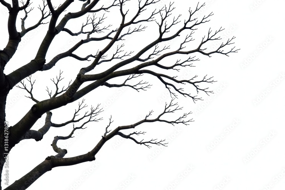 Obraz premium Twisted branches in isolation on white background, bare branches, forest
