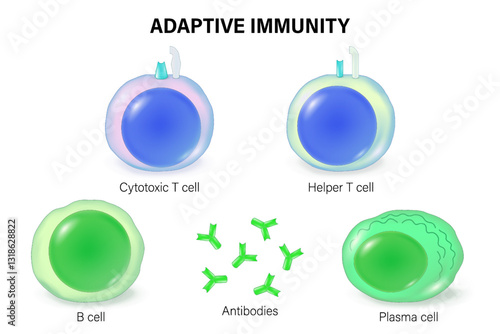 Adaptive immunity. The Immune System. Immune response. Cytotoxic T cell, Helper T cell, B cell, antibodies and plasma cell.
