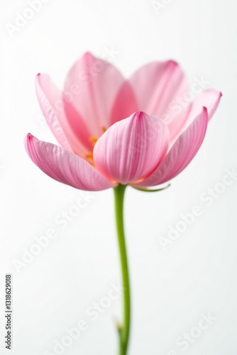 Wallpaper Mural Delicate isolated flower petals on white background, calm, gentle, bloom Torontodigital.ca