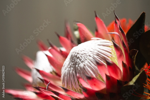 Photos Pink King protea hydrangea flower with white pistils in bloom close up still