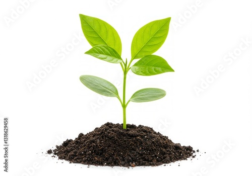 Green plant in dark soil.