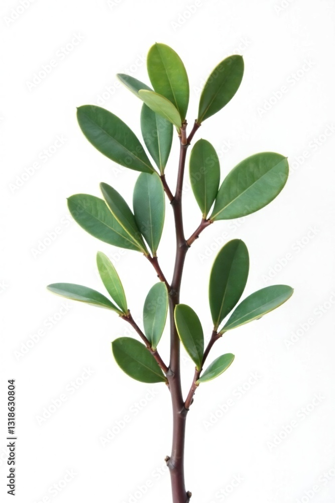 Naklejka premium Single eucalyptus branch against a white background isolated, eucalyptus, solitude