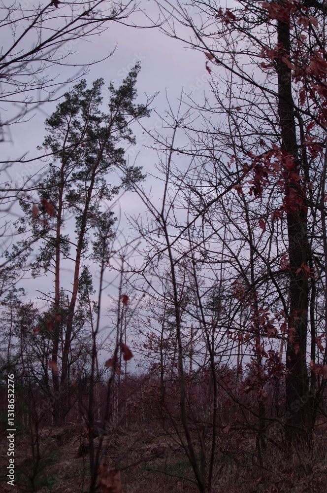 Dark forest scene with twisted bare branches and sparse autumn leaves under a moody, overcast sky Dark forest scene with twisted bare branches and sparse autumn leaves under a moody, overcast sky