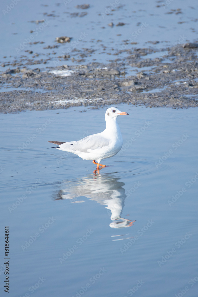 Seagull wander around looking for food in a lake Seagull wander around looking for food in a lake