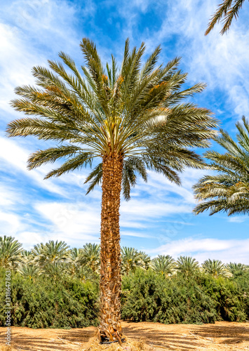 Date palm tree on the background of blue sky. It is iconic ancient plant, fam...