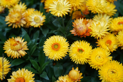 Obraz na płótnie yellow paper daisies flower in bloom w salonie