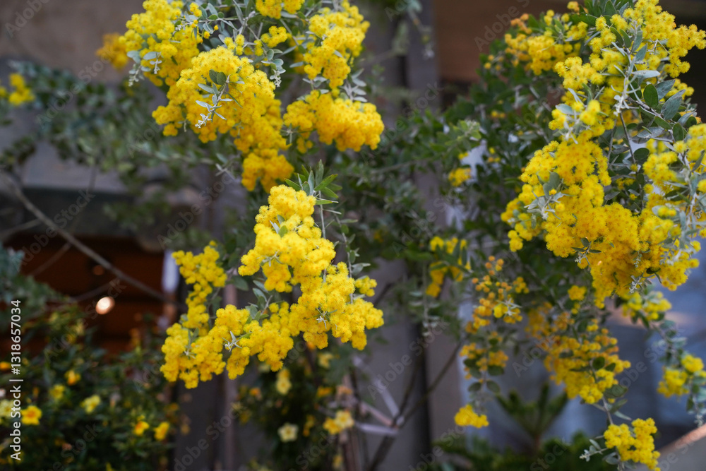 Mimosa tree with bunches of fluffy tender flowers of it. Background of yellow mimosa tree. Concept of holidays and mimosa flower decoration. Spring, Womens day, Easter greeting card.
