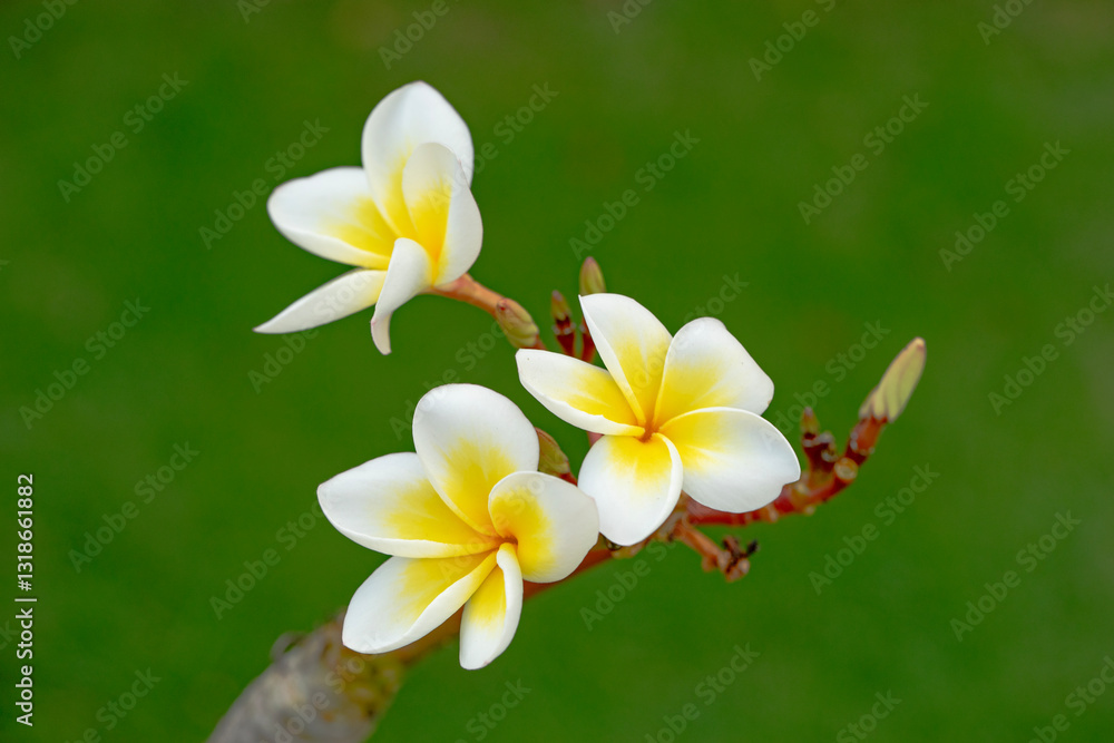 Εκτύπωση καμβά White Frangipani flower Plumeria alba with green leaves