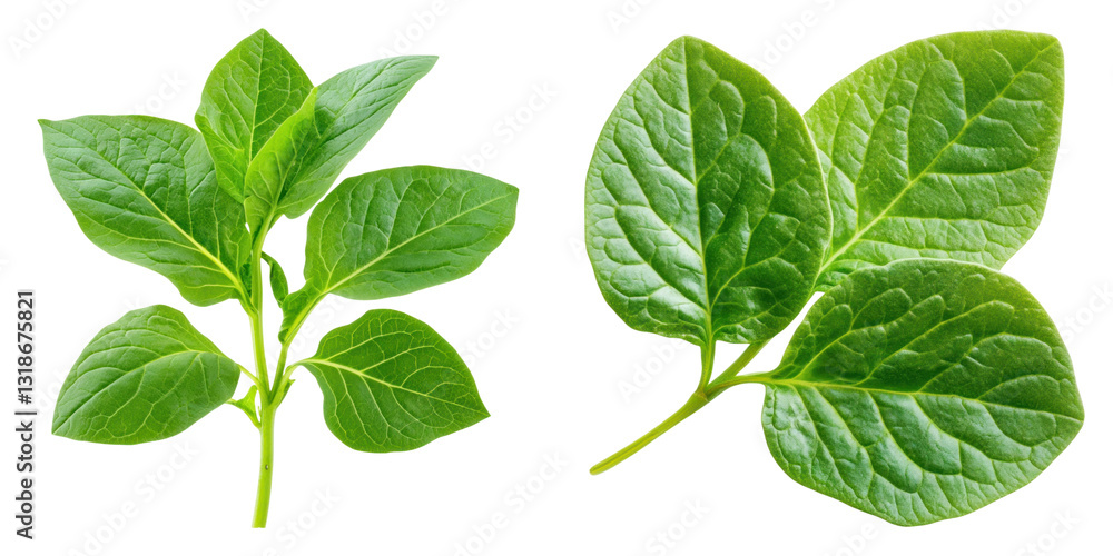 Naklejka premium Two vibrant green leaves with detailed veins on transparency background