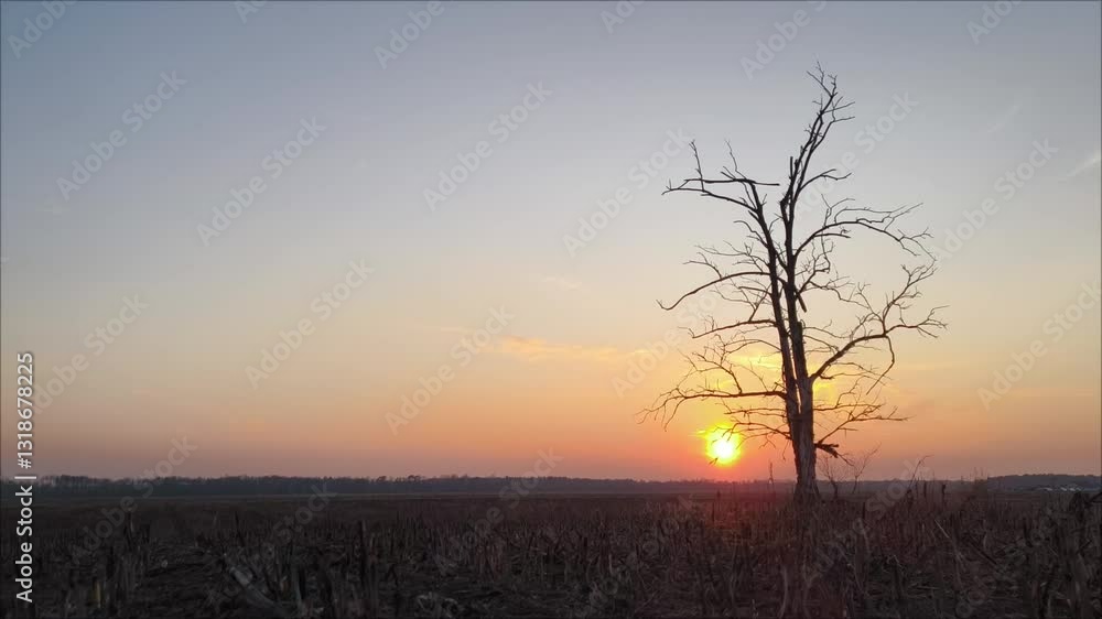 Pink sunset in a field against the background of an isolated lonely tree. The red sun is slowly sinking below the horizon. Red sun in a field at sunset time laps Pink sunset in a field against the background of an isolated lonely tree. The red sun is slowly sinking below the horizon. Red sun in a field at sunset time laps