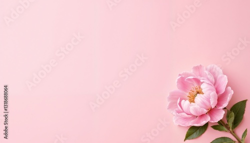  Single pink peony flower on soft pink background, delicate floral composition.