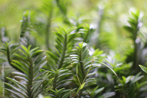The centipede tree or centipede antidote tree (Euphorbia tithymaloides) is an ornamental plant that has leaves that resemble centipedes. The leaves are oval and pointed at the tip.